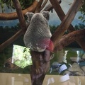 316-4817 San Diego Zoo - Making Faces at a Koala